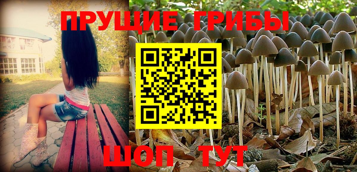 Галлюциногенные грибы Psilocybe Надым